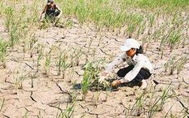 Đánh giá ảnh hưởng do hạn hán, xâm nhập mặn mùa khô